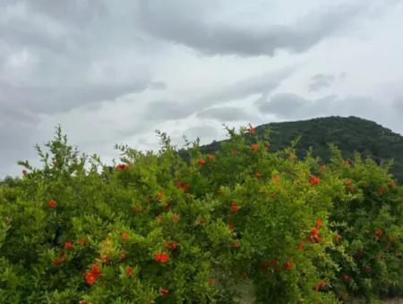 Muğla Dalyan’da 6.250 M² Bakımlı Kelepir Nar Bahçesi Satılık