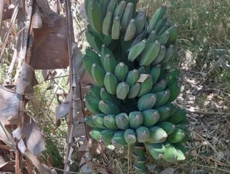 Ortaca Okçular’da İmar Planı İçinde Satılık Köy Evi