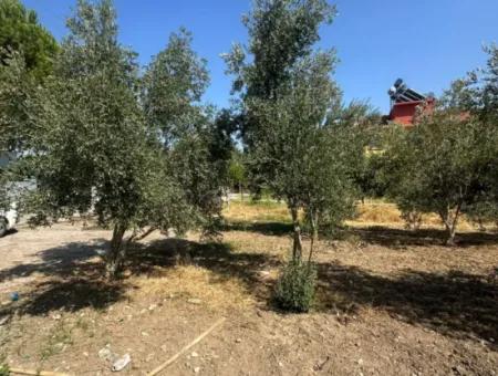 Ortaca Ekşiliyurt Da 538 M2 Arsa Satılık- 250 M2 İnşaat İzinli