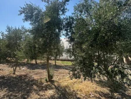 Ortaca Ekşiliyurt Da 538 M2 Arsa Satılık- 250 M2 İnşaat İzinli