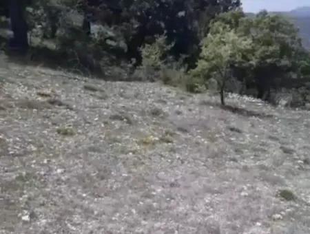 Çameli Ayvacık Ta 1770 M2 Tarla Satılık