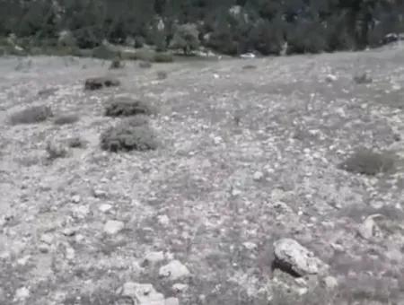 Çameli Ayvacık Ta 1770 M2 Tarla Satılık