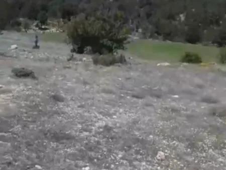Çameli Ayvacık Ta 1770 M2 Tarla Satılık