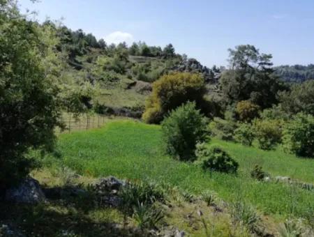 Muğla Ortaca Gökbelde 3200 M2 Hisseli Arazi Satılık