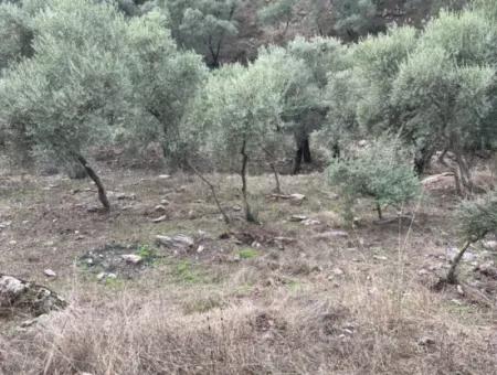 Muğla  Milas Çakıralan  Da 1.025 M2  Nitelik Zeytinlik Olan Arazi Satılık