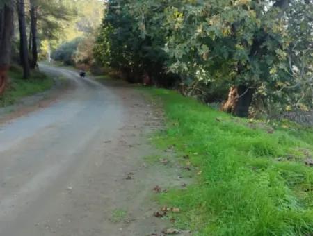 Muğla Ula Karabörtlende Kelepir 6 000 M2 Arazi Satılık