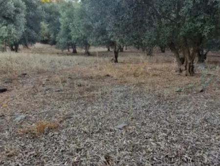 Muğla Köyceğiz Çandır Mah.4 250 M2 Zeytinlik Satılık