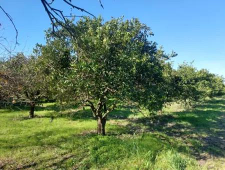 Ortaca Okçularda  250 M2 İnşaat Hakkı Olan, 1000M2 Müstakil Arsa Satılık