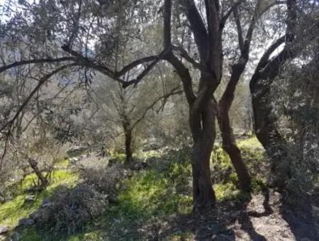 Göcek Gökçeovacıkta Satılık Deniz Manzaralı Arazi