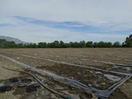 Köyceğiz Toparlar Da 31,175 M2 Satılık Yatırıma Uygun Arazi