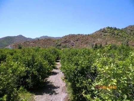 Muğla Dalaman Taşlıburunda 5 330 M2 Yerli Limon Bahçesi Satılık